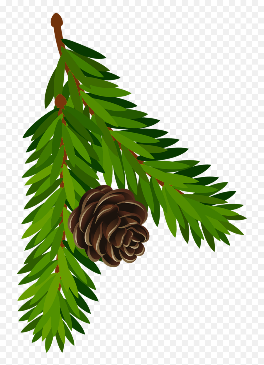 Pine Cone Clip Art - Pine Branch Illustration Emoji,Pine Cone Emoji Png