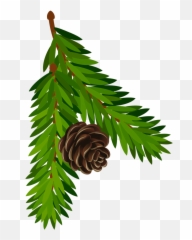Pine Cone Clip Art - Pine Branch Illustration Emoji,Pine Cone Emoji Png