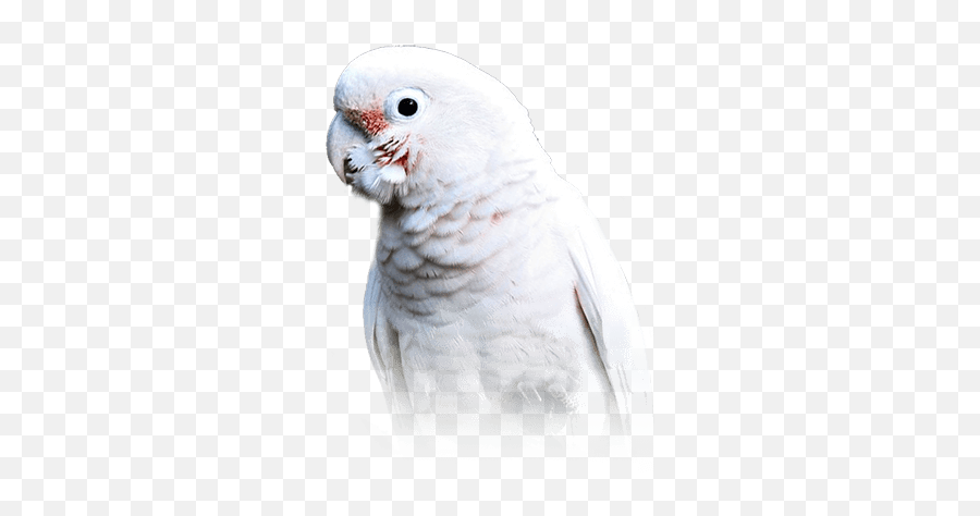 Food Care - Goffins Cockatoo Emoji,Long-billed Corella Smile Emoticon