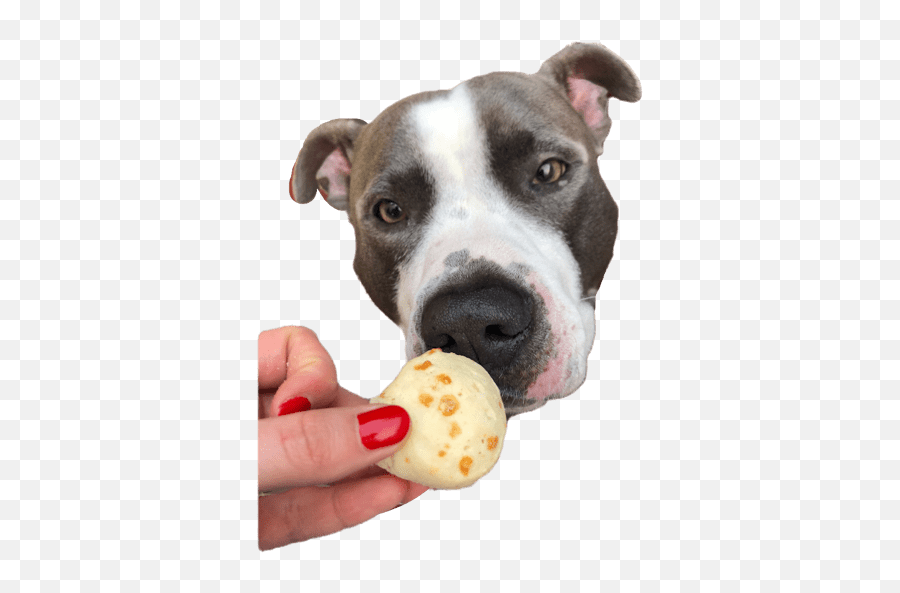 Diablo - Dog Treat Emoji,Bull Terrier Emojis