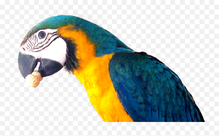 Parrot Era Nut - Free Image On Pixabay Emoji,Parrot Emotion Signs