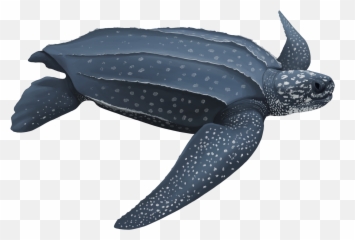 Sea Turtles - Marine Animal Response Society Mars Emoji,Cold Turtle Emoticon