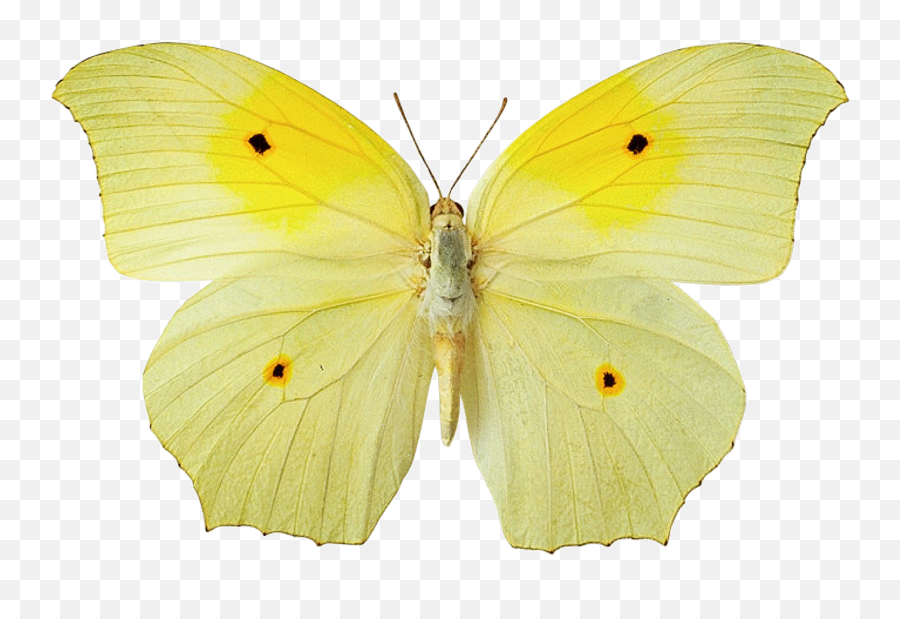 Butterflies No Background Page 2 - Line17qqcom Yellow Butterfly White Background Emoji,Pink Butterfly Emoji