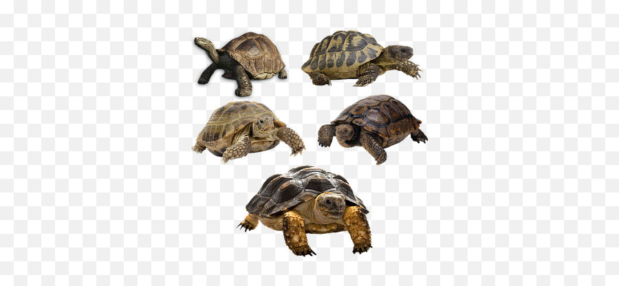 Tortoise Shell Tortoise Images - Tortoise Vs Turtle Hd Emoji,Turtle Emotions