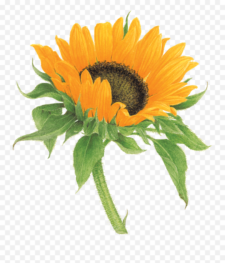 Tattly Temporary Tattoos - Sunflower Tattoo Emoji,Sunflowers Emotion