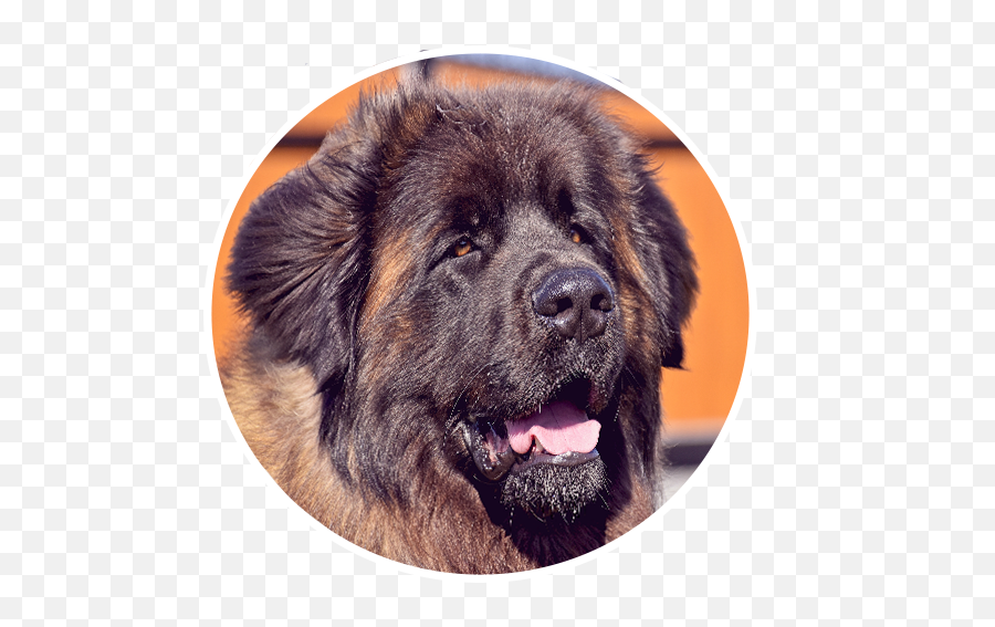 Home Page - Northern Breed Group Emoji,Caucasian Mountain Shepherd Puppy Emoticon