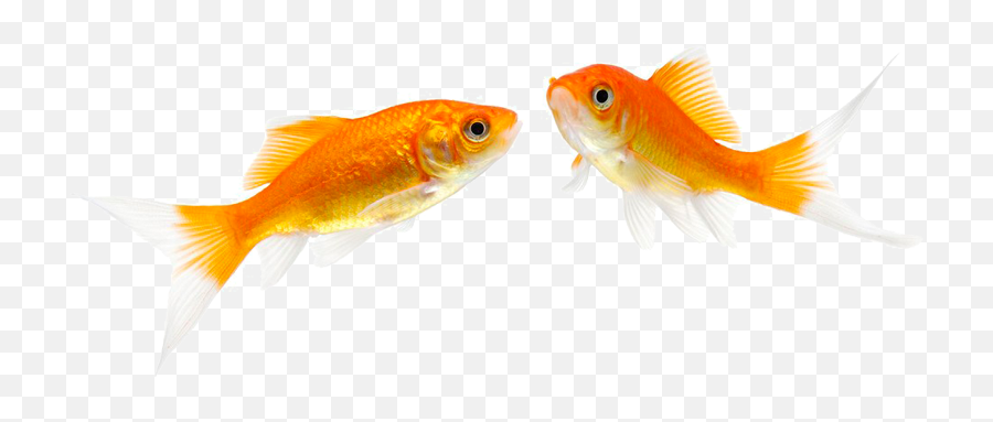 Download Fantail Fish Pet Stock Photography - Fish Png Image Fish Pet Hd No Background Emoji,Fish Emoji