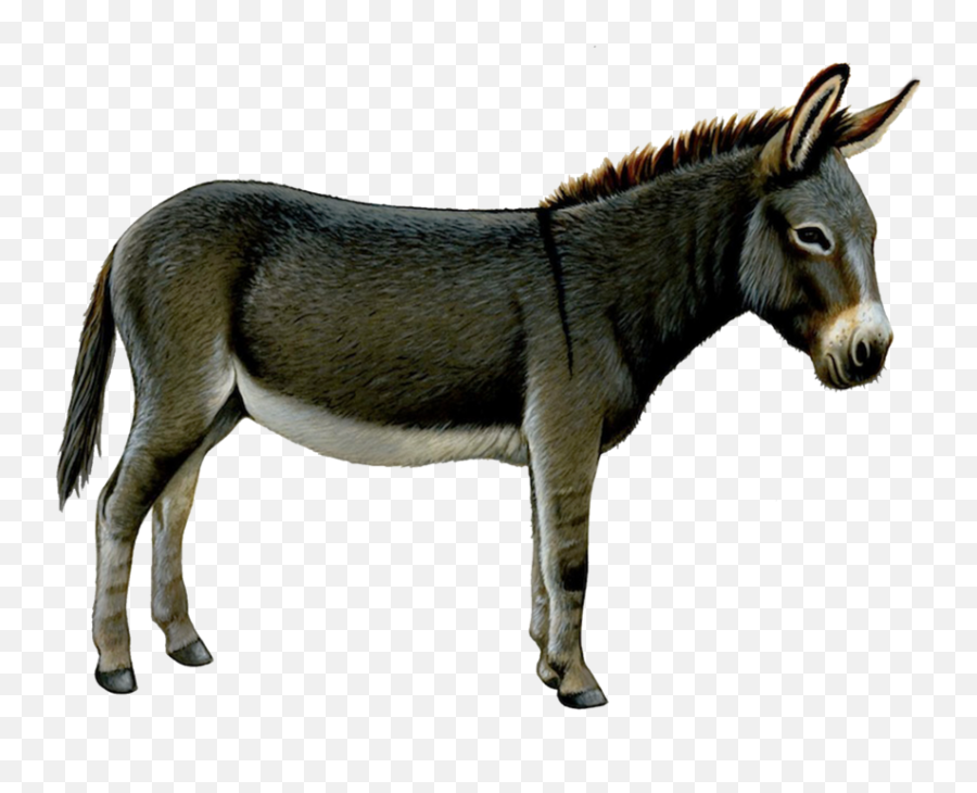 46 Donkey Png Images Are Free To Download - Donkey Transparent Emoji,Donkey Emoji Download