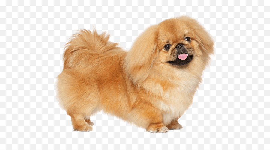 Pekingese - Pekingese Dog Emoji,Dog With Flat Face Emotion