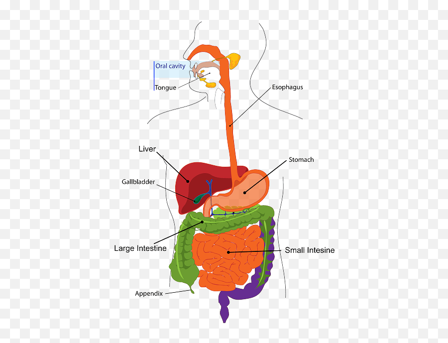 Can Stress And Anxiety Cause Stomach Problems Psychosomatic - Human Body For Class 3 Emoji,Organ Emotions Anxiety