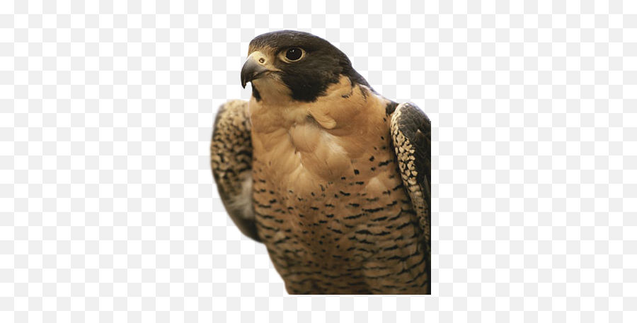 Png Images Falcon - Falcon Fox Emoji,Emotions Falcon