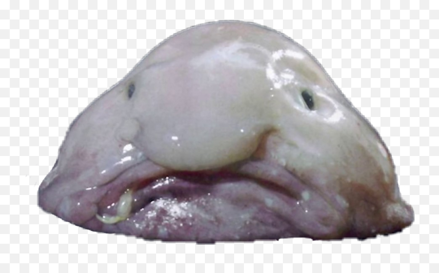 Fish Sticker - Blob Fish Full Size Png Download Seekpng Animals That Are So Ugly They Re Cute Emoji,Blob Emoji Download