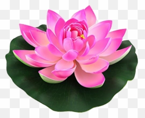 Lotus Flower Of Life Png Here You Can - Lotus Flower Png Emoji,Work Complite Emoticons