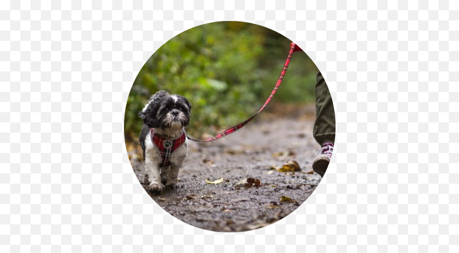 Spiritdog Online Dog Training Emoji,Bouncing Dog Emoticon