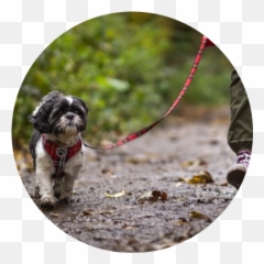 Spiritdog Online Dog Training Emoji,Bouncing Dog Emoticon