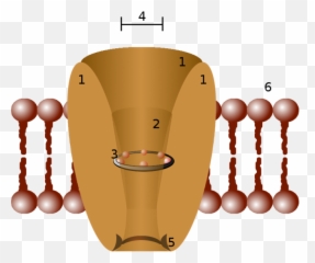 Neurophysiology Boundless Anatomy And Physiology Emoji,Emotions Are Subject To Postiveinfluences As Well As Direct Stimuli. Quizlet