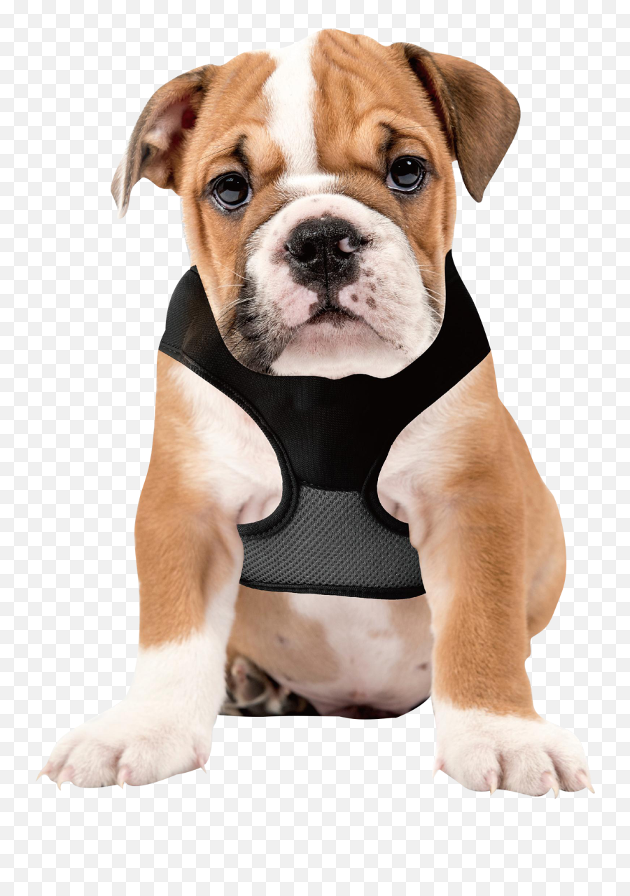 Lucky Leash Retractable Dog Harnesses - Diet Dog Bowl Emoji,Bulldog Emoticons