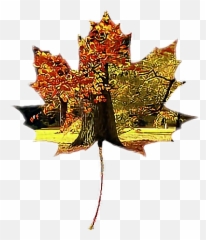 Ftefallleaves Leave Tree Fall Sticker By Das Mia - Sugar Maple Emoji,Fall Leave Emoji