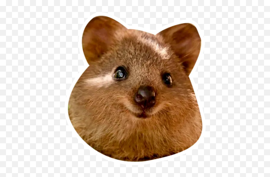 Quokkas Die Glücklichsten Tiere Der Welt Sticker Für Whatsapp - Quokka Animal Emoji,Whatsapp Emojis Affen