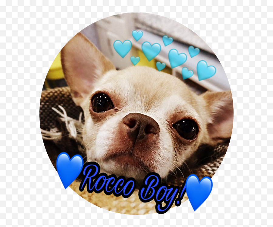 Rocco Dog Chihuahua Best Cutest Sticker By Ruby - Photo Caption Emoji,Chihuahua Emoji