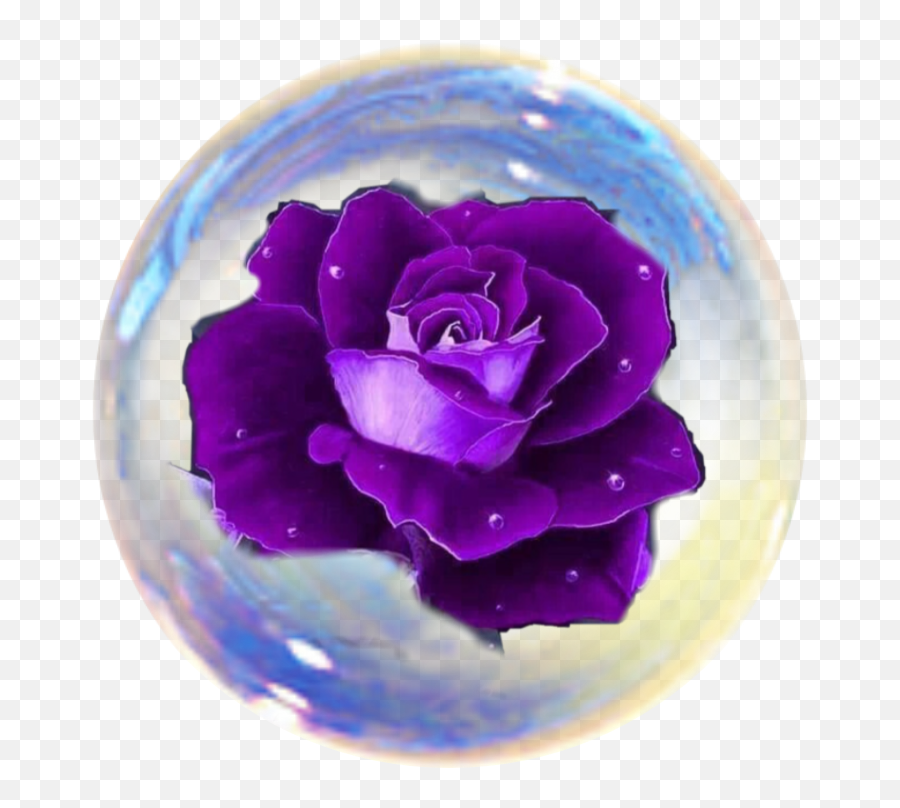 Ball Bubble Bubbles Rose Roses Sticker - Easy Purple Rose Painting Emoji,Rose Ball Emoji
