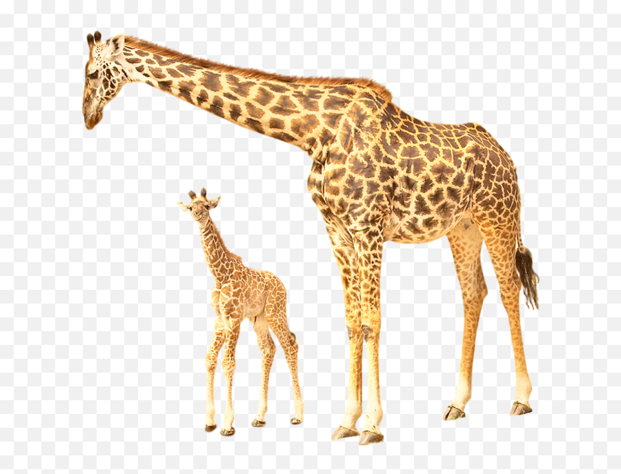 Giraffe Giraffes Petsandanimals Sticker - Young One Of Giraffe Is Called Emoji,Giraffe Emoji