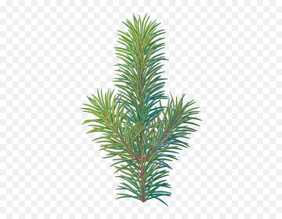 Pine Tree Branch Png Transparent Image - Vertical Emoji,Pine Cone Emoji Png