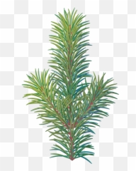 Pine Tree Branch Png Transparent Image - Vertical Emoji,Pine Cone Emoji Png