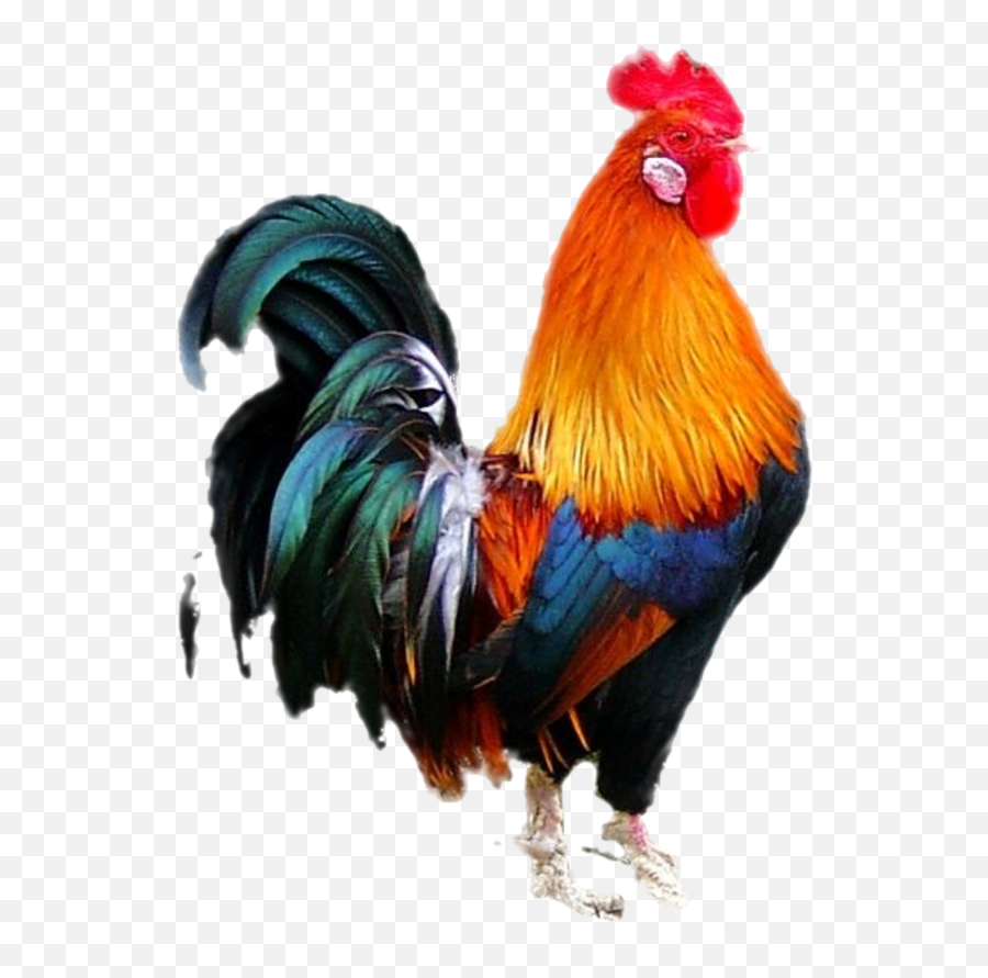 Cock Png Image - Cock Bird Emoji,Hen Emoji Transparent Png