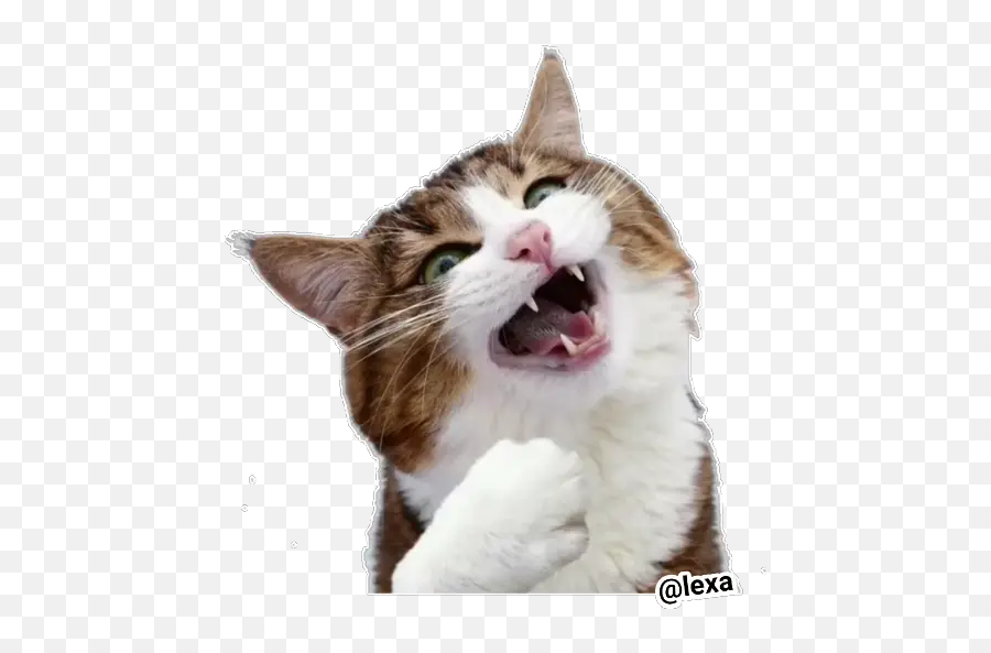 Sticker Maker - Domestic Cat Emoji,Cat Face Emotion