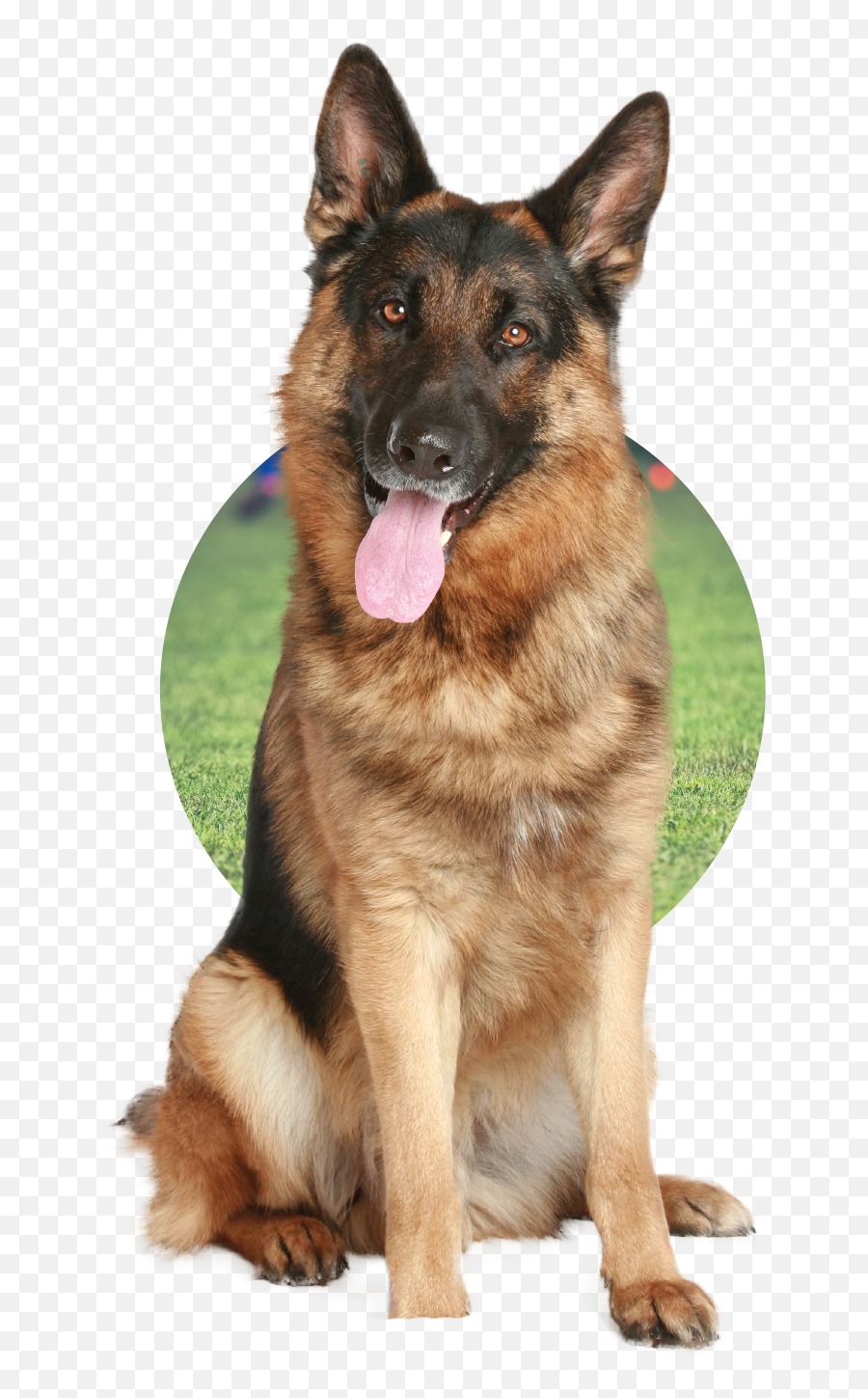 Dog Training - German Shepherd White Background Emoji,German Shepherd Dog Barking Emoticon