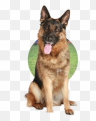 Dog Training - German Shepherd White Background Emoji,German Shepherd Dog Barking Emoticon
