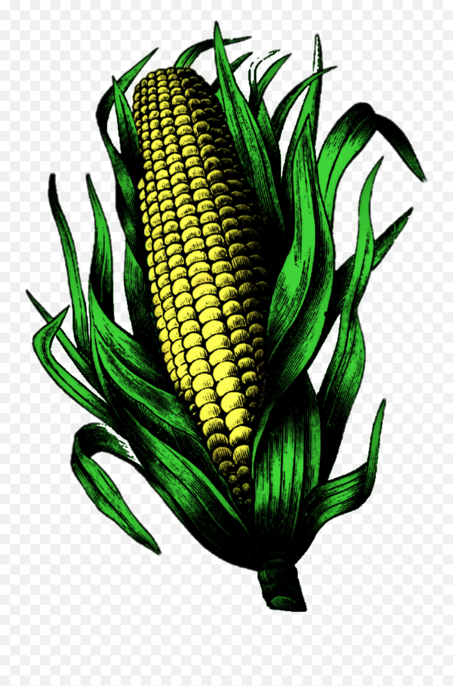 Corn Cornonthecob Corncob Sticker - Corn On The Cob Emoji,Corn Cob Emoji