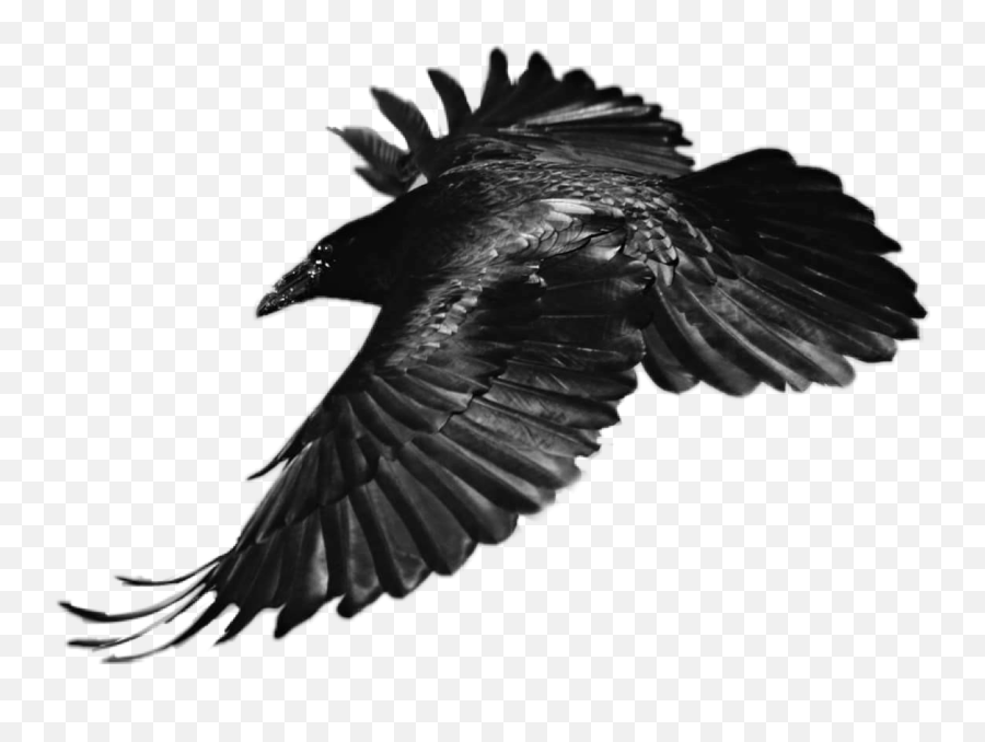 Sticker Raven Bird Flying Black Sticker By Alisonrj2526 - Transparent Raven Flying Emoji,Raven Bird Emoji