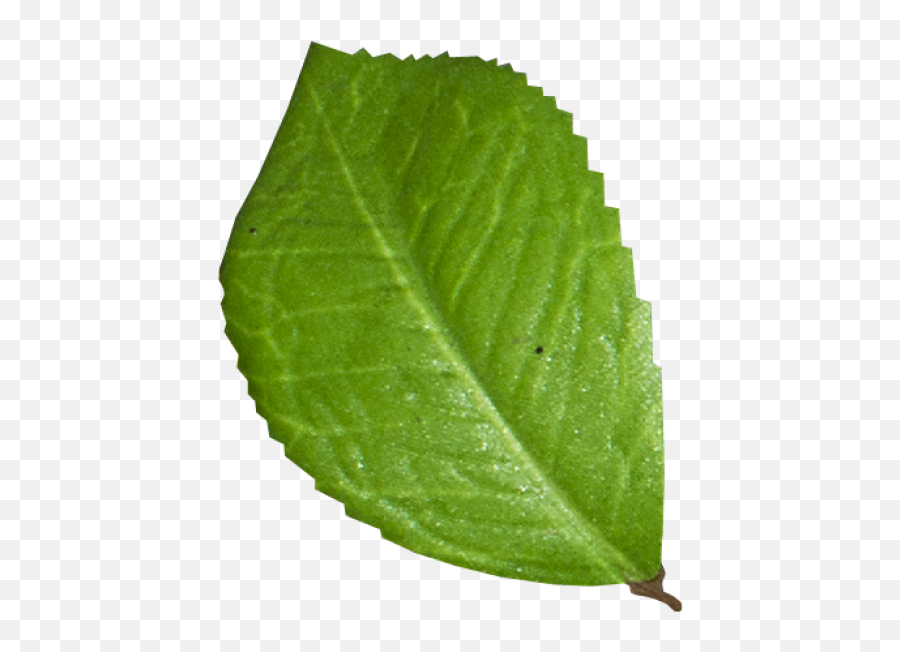 Leaf Png Transparent Image - Freepngdesigncom Buckthorns Emoji,Leaf Emoji Png