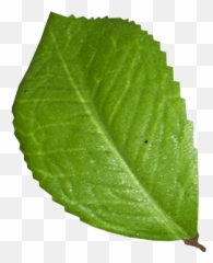 Leaf Png Transparent Image - Freepngdesigncom Buckthorns Emoji,Leaf Emoji Png