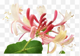 Seven Emotional Groups Healing Herbs Online Shop Bach - Honeysuckle Bach Emoji,Seven Basic Emotions
