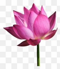 Lotus Flower Of Life Png Here You Can - Png Images Of Lotus Emoji,Work Complite Emoticons