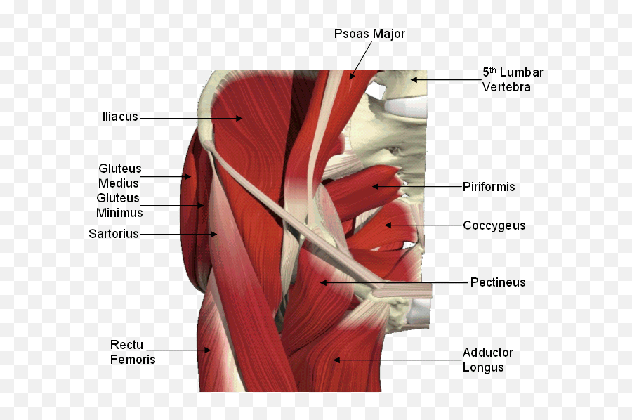 21 Anatomy Ideas Anatomy Massage Therapy Muscle Anatomy Emoji,Emotion With Misaligned Hips And Psoas