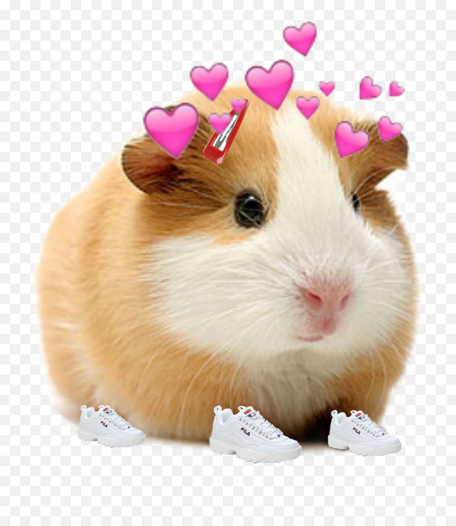 Discover Trending Cuy Stickers Picsart - Cats Guinea Pigs And Hamsters Emoji,Guinea Pig Emoticon