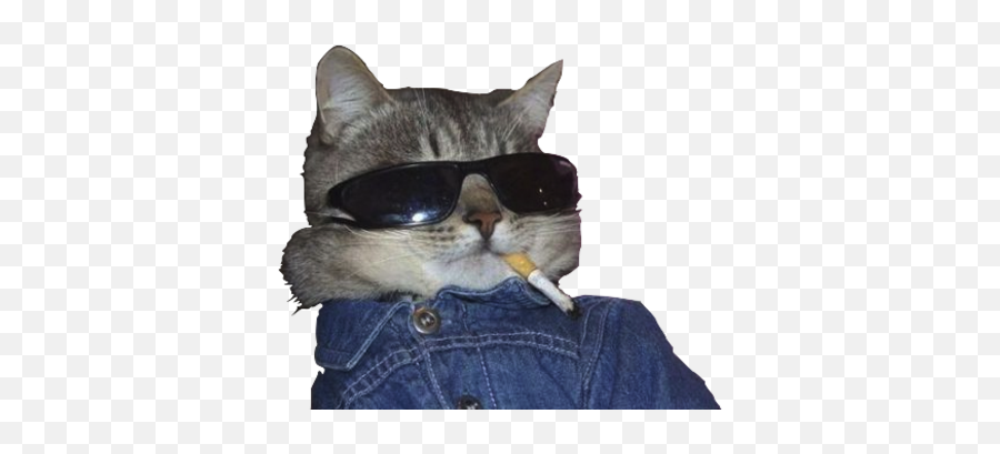 Cool Cat Psd Official Psds - Thug Life Cat Png Emoji,Cool Cat Emoji