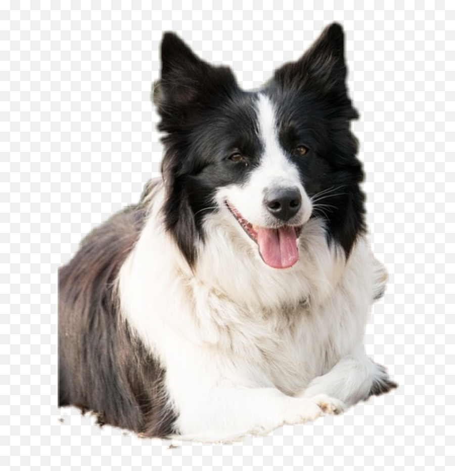 Bordercollie Collie Sticker - Northern Breed Group Emoji,Border Collie Emoji