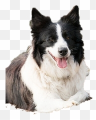 Bordercollie Collie Sticker - Northern Breed Group Emoji,Border Collie Emoji
