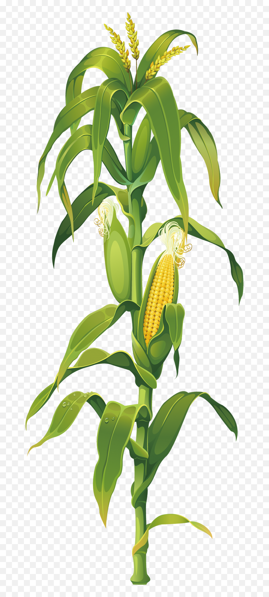 Maize Corn - Corn Plant Drawing Emoji,Corn Cob Emoji