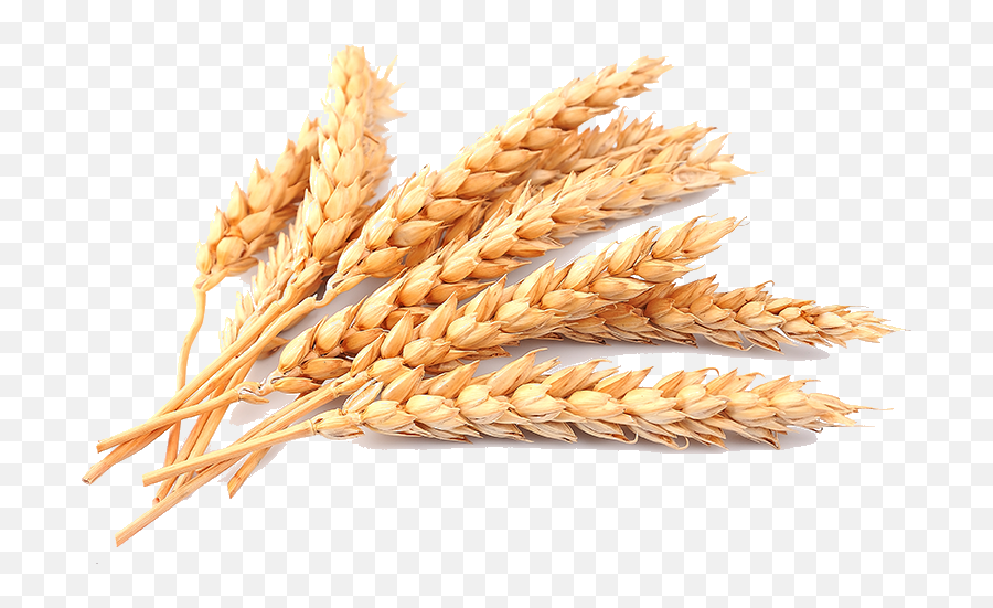 Plant Crops Produce Wheat Grain Sticker - Transparent Background Wheat Transparent Emoji,Grain Emoji