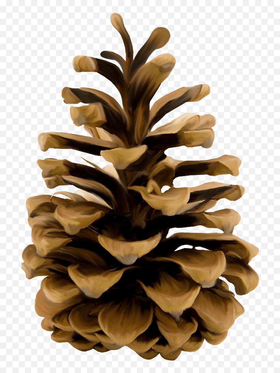 Pine Cone - Pine Cone Transparent Background Emoji,Pine Cone Emoji