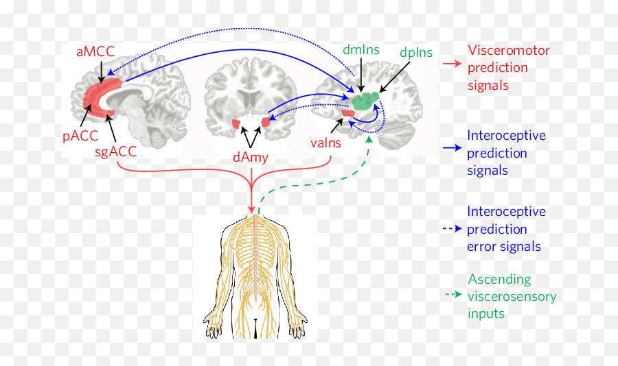 We Identified Key Visceromotor Cortical Regions In Red - Language Emoji,Schacter Singer Theory Of Emotion We Identified Key Visceromotor Cortical Regions In Red - Language Emoji,Schacter Singer Theory Of Emotion
