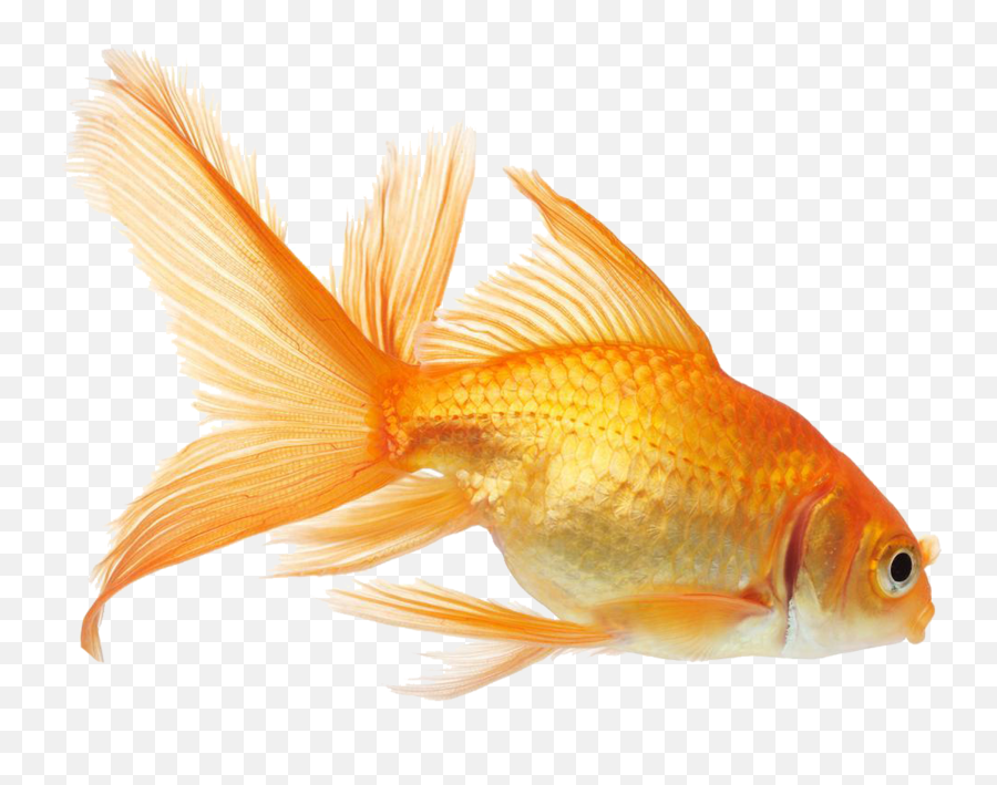 Fish Psd Official Psds - Golden Fish Png Emoji,Gold Fish Emoji