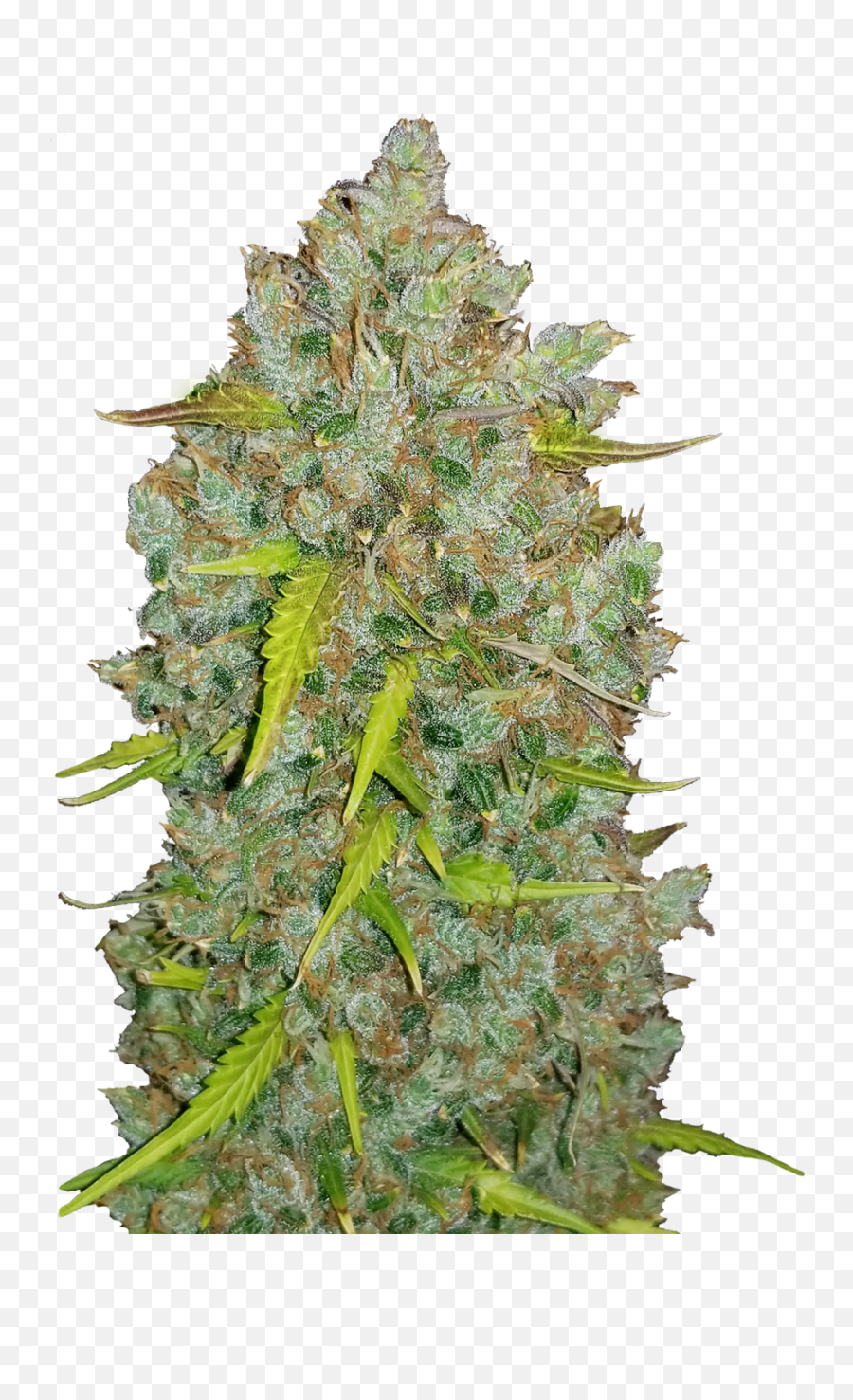 Original Auto Bubblegum Fastbuds Strain Info - Growdiaries Original Auto Bubblegum Emoji,Weed Leaf Emoticon