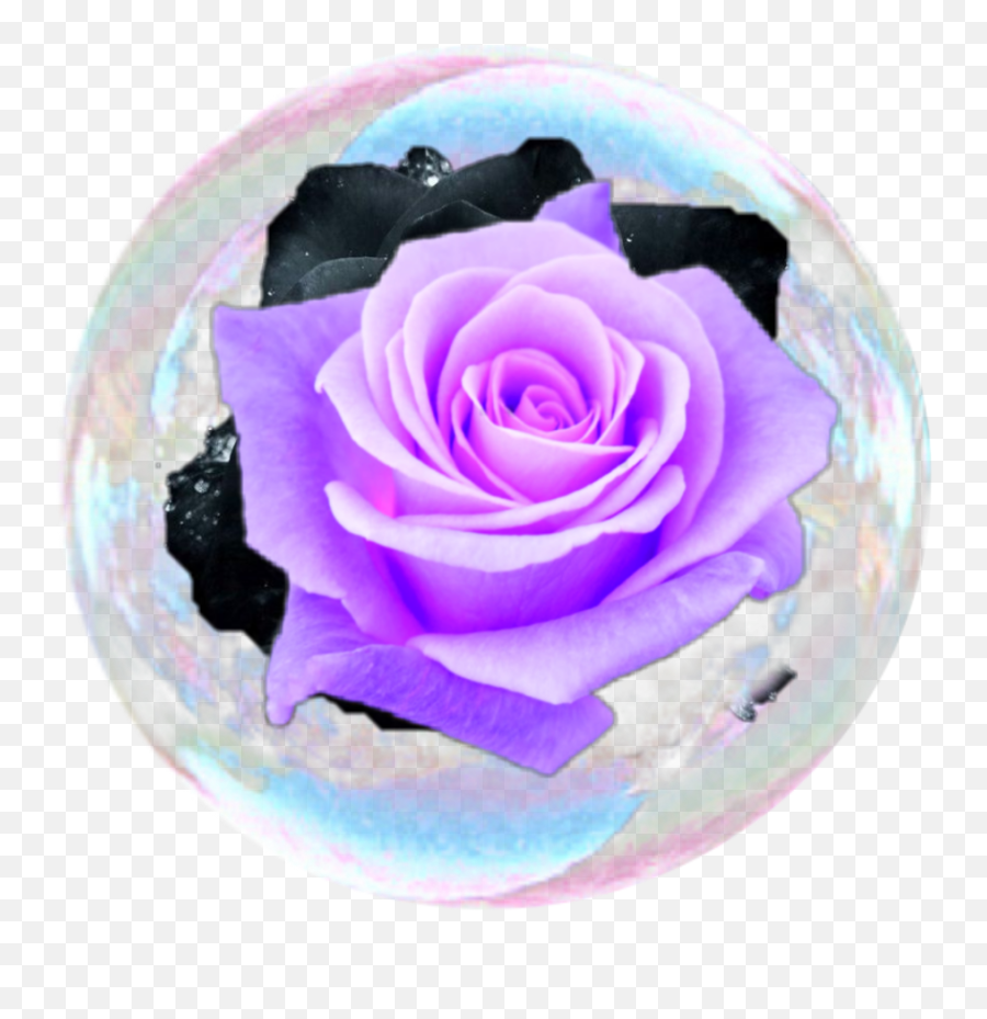 Ball Bubble Bubbles Rose Roses Sticker - Sebastian Stan Photo Edit Emoji,Rose Ball Emoji